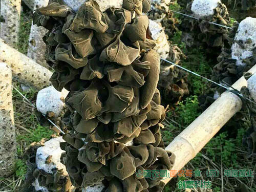 黑木耳大田露天栽培 黑木耳大田露天栽培